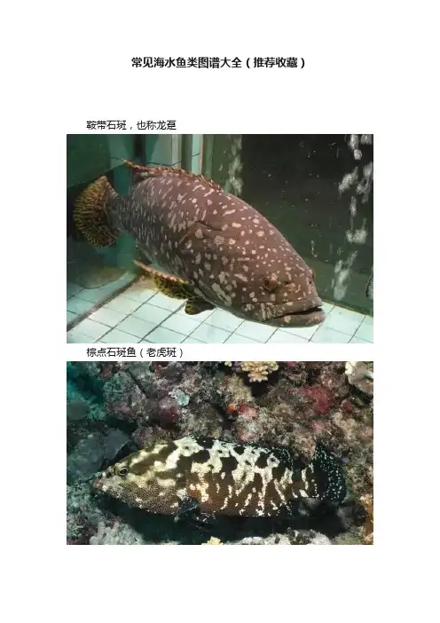 常见海水鱼类图谱大全（推荐收藏）