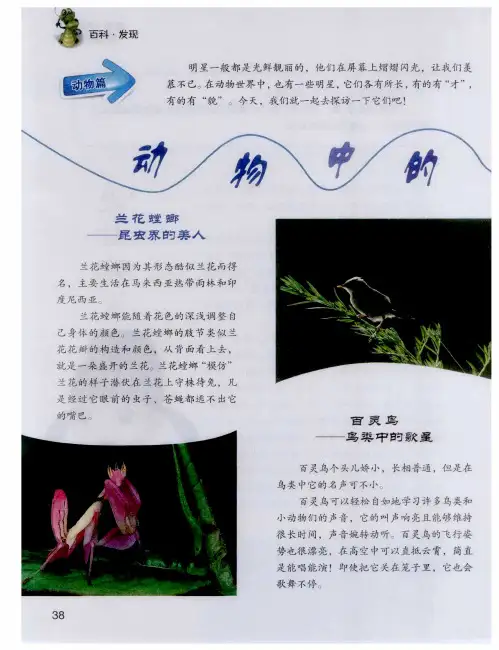 动物中的明星