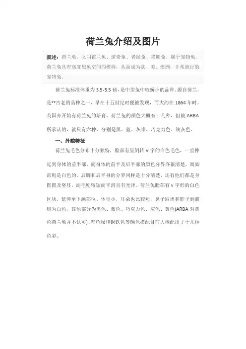 荷兰兔介绍及图片