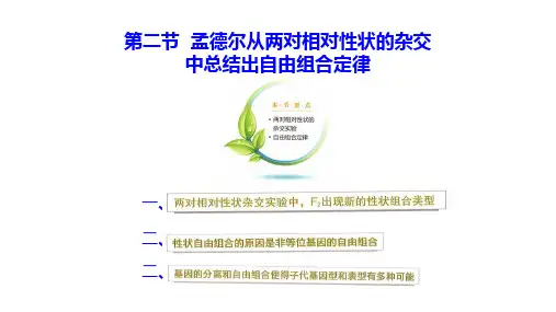 高中生物精品课件：自由组合定律(课堂用)