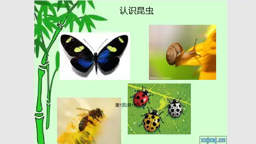 一年级小蜻蜓课件PPT学习