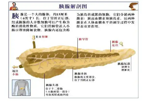 妊娠合并急性胰腺炎的救治(医学PPT课件)