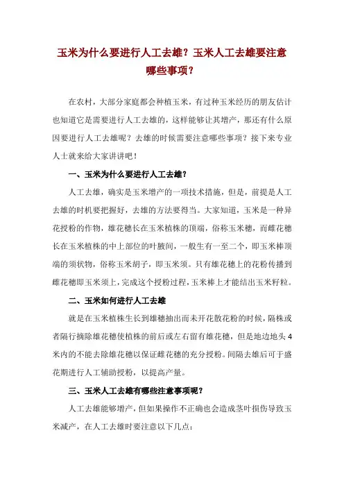 玉米为什么要进行人工去雄？玉米人工去雄要注意哪些事项？