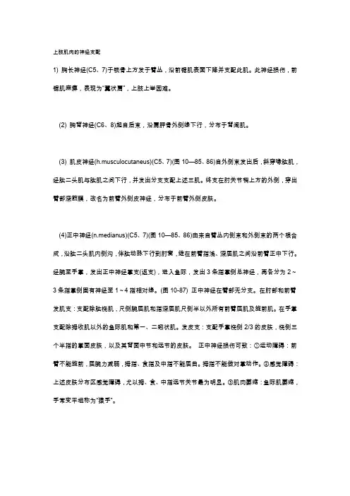 上肢肌肉的神经支配