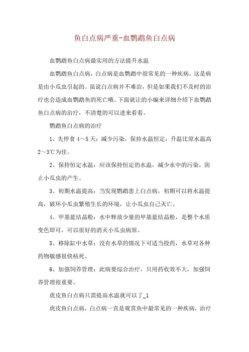 鱼白点病严重-血鹦鹉鱼白点病