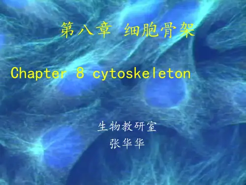 第八章细胞骨架