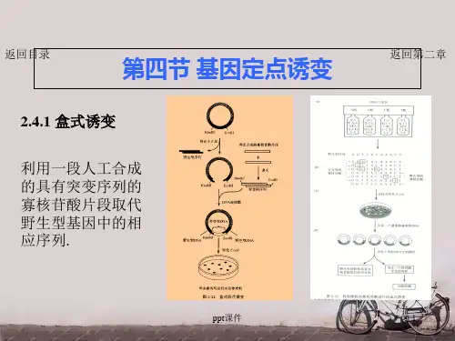 第二章 基因工程主要技术原理-基因定点诱变  ppt课件
