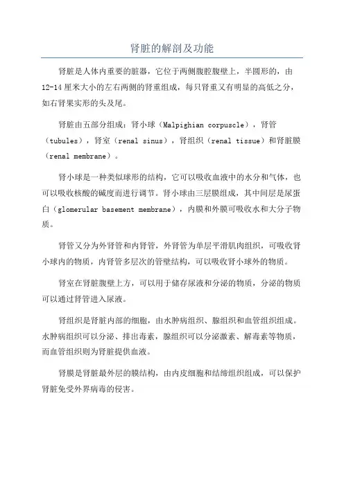 肾脏的解剖及功能