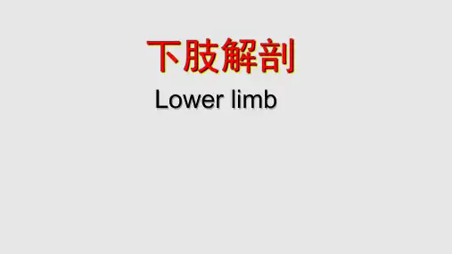 下肢解剖优秀PPT课件