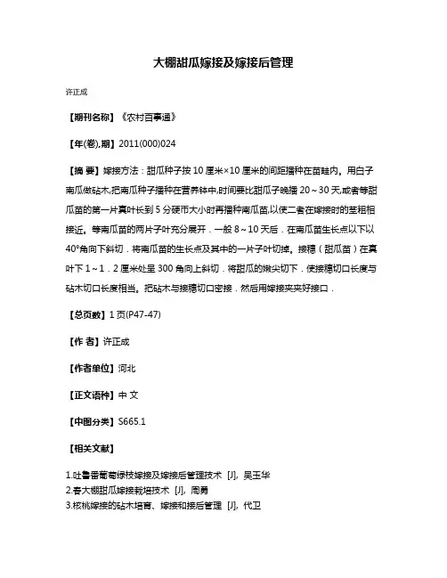 大棚甜瓜嫁接及嫁接后管理