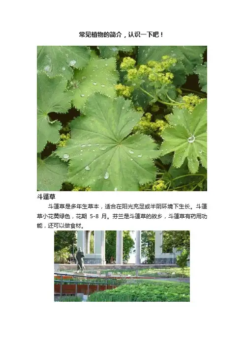 常见植物的简介，认识一下吧！