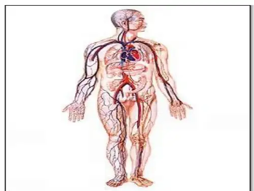 人教版初中生物七年级下册课件-4.4.1 流动的组织——血液16