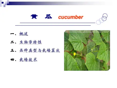 黄瓜