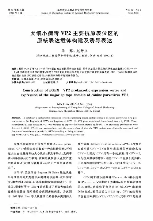 犬细小病毒VP2主要抗原表位区的原核表达载体构建及诱导表达