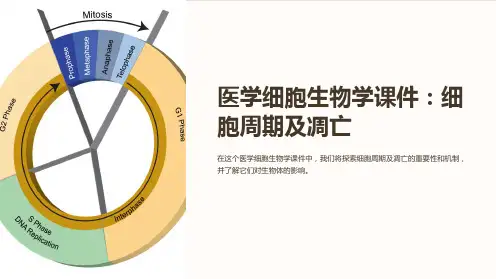 《医学细胞生物学课件：细胞周期及凋亡》