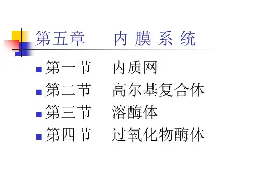 第五章内膜系统ppt课件