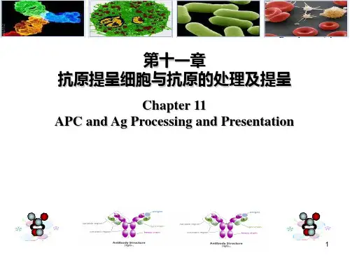 医学免疫学-第十一章 APC及抗原的处理与提呈