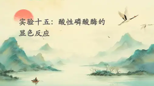 实验十五：酸性磷酸酶的显