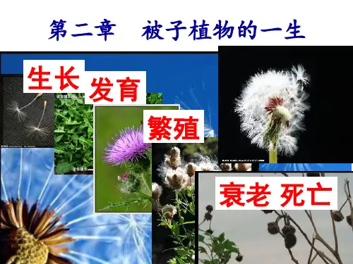 种子萌发的过程2016课件PPT