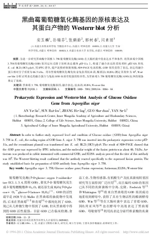 黑曲霉葡萄糖氧化酶基因的原核表达及其蛋白产物的Western_blot分析