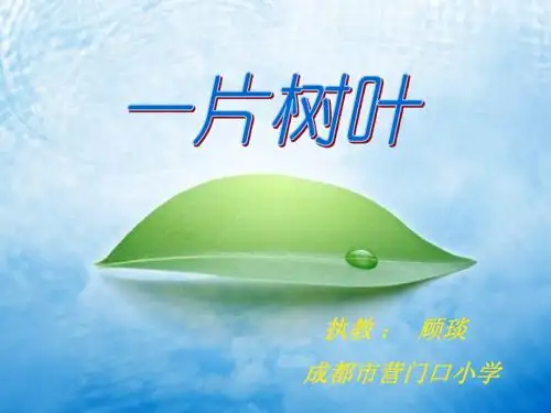 一片树叶课件.ppt