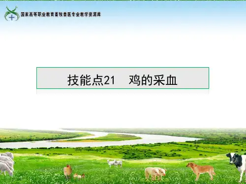 技能点21鸡的采血