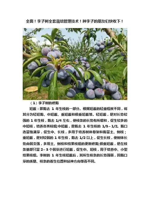 全面！李子树全套栽培管理技术！种李子的朋友们快收下！