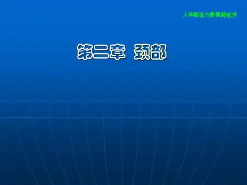 颈部断层解剖学PPT