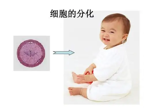 人教版必修一第六章第二节+细胞的分化(共28张PPT)