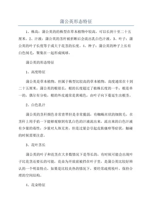 蒲公英形态特征