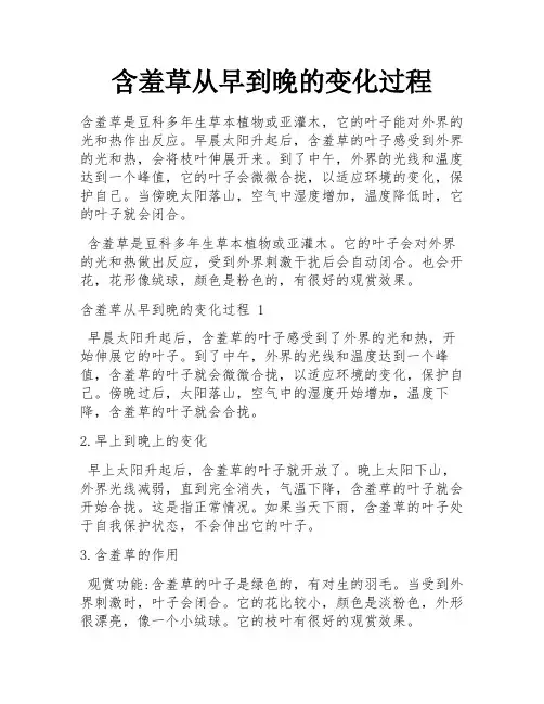 含羞草从早到晚的变化过程