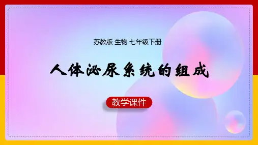 初中生物苏教版七年级下册《11.1人体泌尿系统的组成》课件