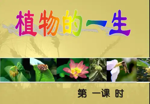 第一课时 种子的结构