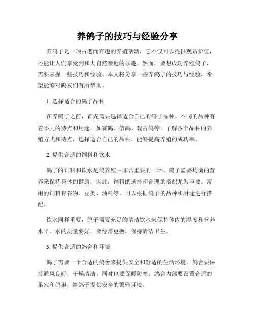 养鸽子的技巧与经验分享