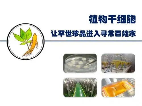 植物干细胞招商用3