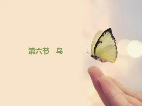 《鸟》优教课件2