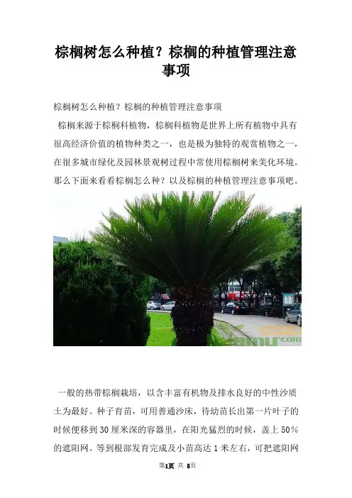 棕榈树怎么种植？棕榈的种植管理注意事项