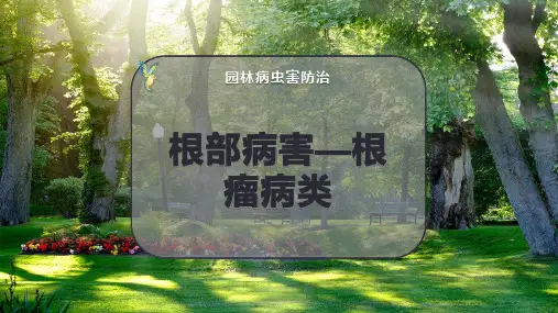 根部病害—根瘤病类