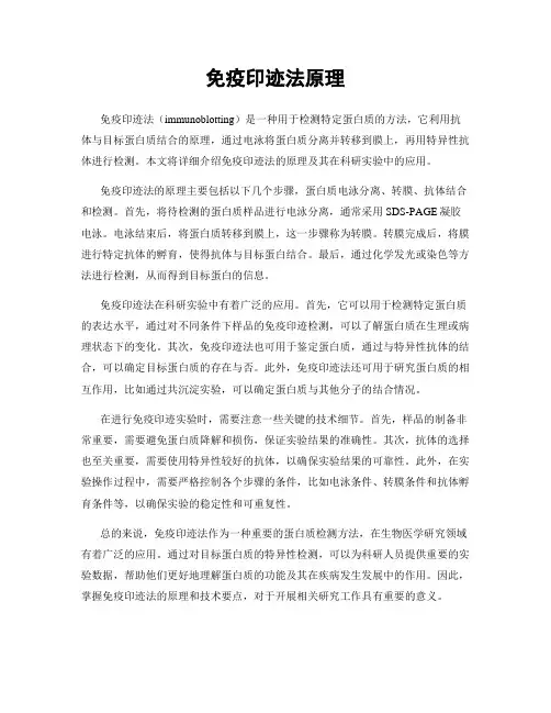 免疫印迹法原理