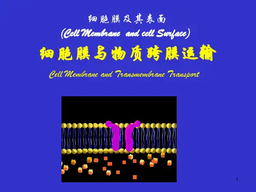 跨膜运输