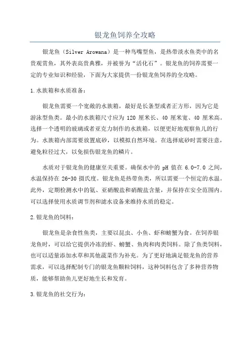 银龙鱼饲养全攻略
