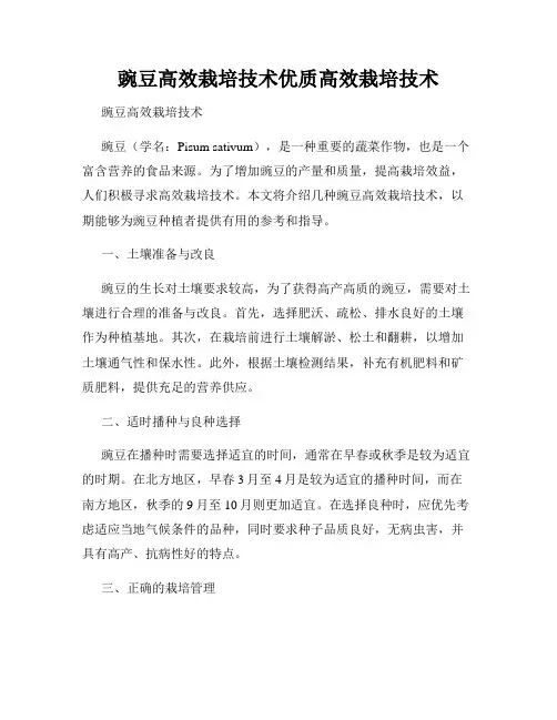 豌豆高效栽培技术优质高效栽培技术
