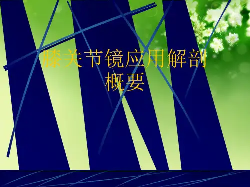 膝关节镜应用解剖概要优秀课件