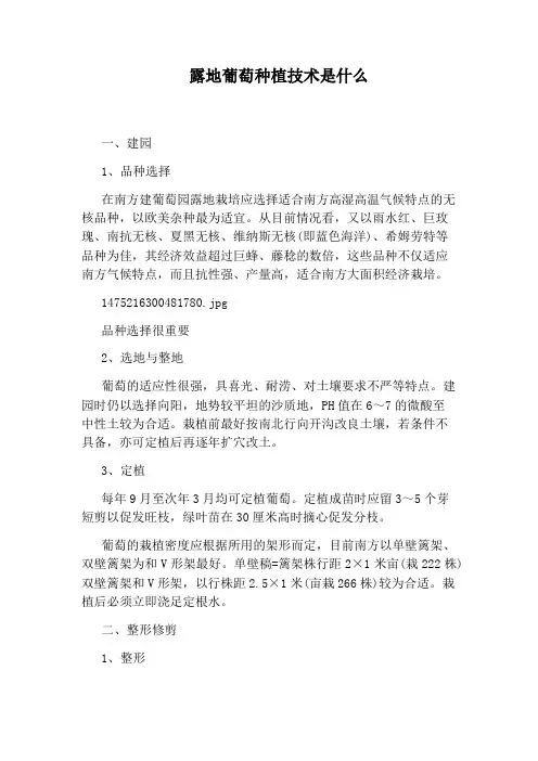 露地葡萄种植技术是什么