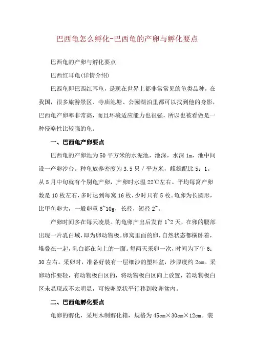 巴西龟怎么孵化-巴西龟的产卵与孵化要点