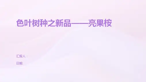 色叶树种之新品——亮果桉