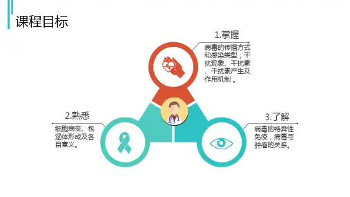 病毒的感染与免疫