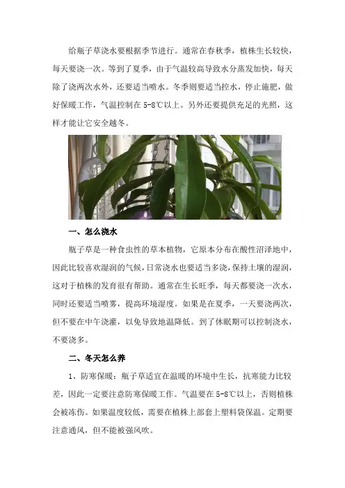 瓶子草怎么浇水,冬天怎么养