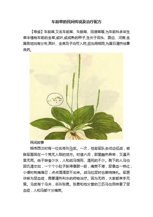车前草的民间传说及治疗配方
