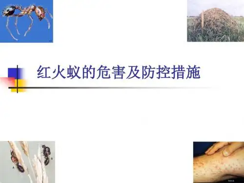 红火蚁的危害及检疫防控措施ppt课件